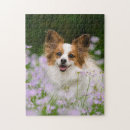 Search for papillon puzzles Dog