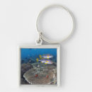 Search for wild fish key rings Underwater