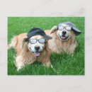 Search for cool baseball postcards Funny