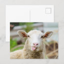 Search for cattle horizontal postcards Sheep