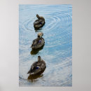 Search for duck feather art Mallard