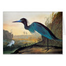Search for audubon birds of america postcards Blue crane