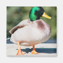 Search for drake magnets Mallard