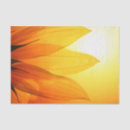 Search for sunflower tissue paper Gold