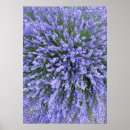 Search for salvia art Botanical