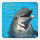 Search for bottlenose stickers Dolphin