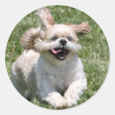 Search for run happy stickers Dog