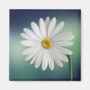 Search for white daisy magnets Flower