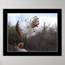Search for pod posters Milkweed