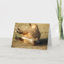 Search for buckskin cards Equine