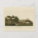 Search for larks postcards Horned lark
