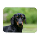 Search for short haired miniature dachshund magnets Zwergteckel