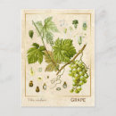 Search for wine grape postcards Illustration