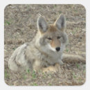 Search for coyotes stickers Canis latrans