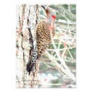 Search for flickers Birds