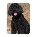 Search for collar magnets Black