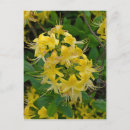 Search for azalea postcards Rhododendron