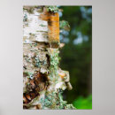 Search for birch tree posters Bark