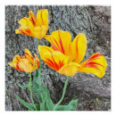 Search for yellow tulip posters Red