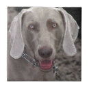 Search for weimaraner gifts Photograph