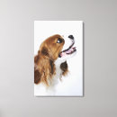 Search for cavalier king charles spaniel canvas prints Animal