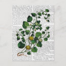 Search for squash postcards Vintage
