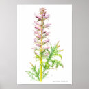 Search for acanthus posters Flowers