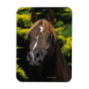 Search for stallions magnets Equestrian