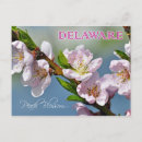 Search for this plants trees postcards Bloom