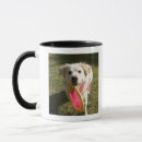 Search for frisbee mugs Dog