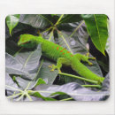 Search for madagascar mouse mats Reptiles