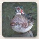 Search for ducks coasters Bird