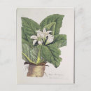 Search for herbal postcards Fruit