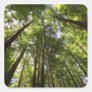 Search for redwood forest stickers Trunk
