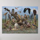 Search for raptors posters Hawks