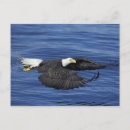 Search for alaska eagle postcards Animal