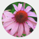 Search for echinacea stickers Garden