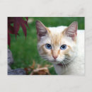 Search for flame point siamese cat Pet