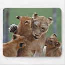 Search for 3 lions electronics Wild