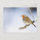 Search for robin photography Outdoors