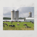 Search for farm with cows postcards Agriculture