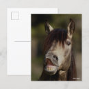 Search for buckskin postcards Bob langrish