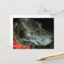 Search for brindle postcards Cute