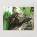 Search for wink postcards Cats