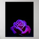 Search for roses on black background posters Pink