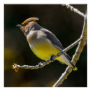 Search for cedar posters Waxwing