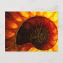 Search for cretaceous postcards Fossil