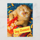 Search for cat joke invitations Animal