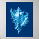 Search for white sea shells posters Conch