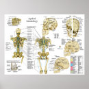 Search for chiropractic posters Chiropractor